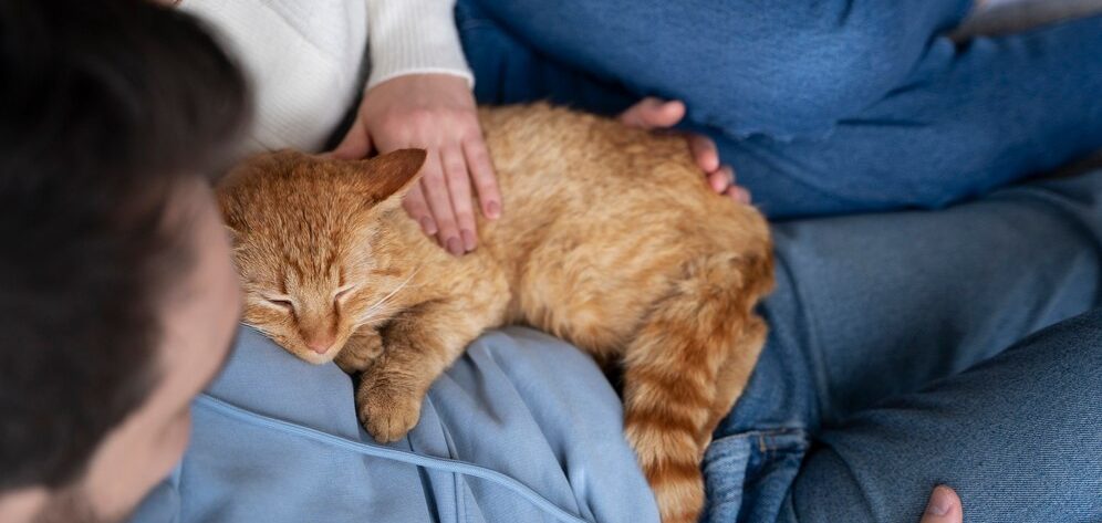 Claves para Fortalecer el Vínculo con tu Gato