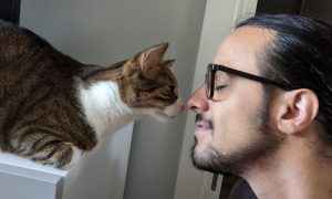 terapeuta felino gatos etologo comportamiento problemas